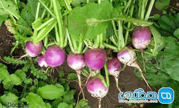 بالاترین امتیاز تراکم مواد مغذی به برگ این گیاه تعلق گرفت بالاترین امتیاز تراکم مواد مغذی به برگ این گیاه تعلق گرفت