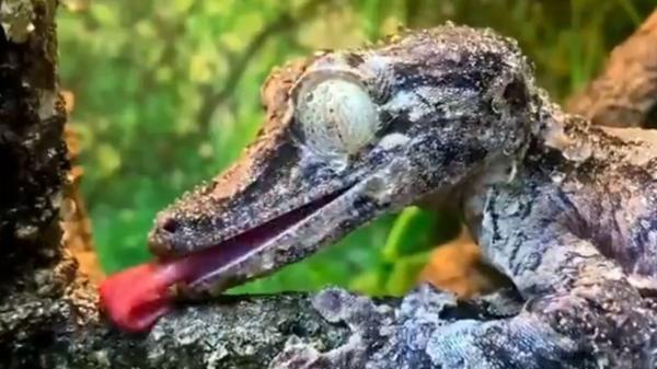 تصاویری از ژکوی دم برگ تصاویری از ژکوی دم برگ
