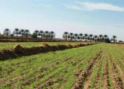 پیش بینی خرید تضمینی 5.5 میلیون تن گندم در امسال