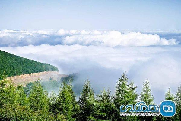 جنگل ابر، یادگاری از زیباترین و قدیمی ترین جنگلهای هیرکانی